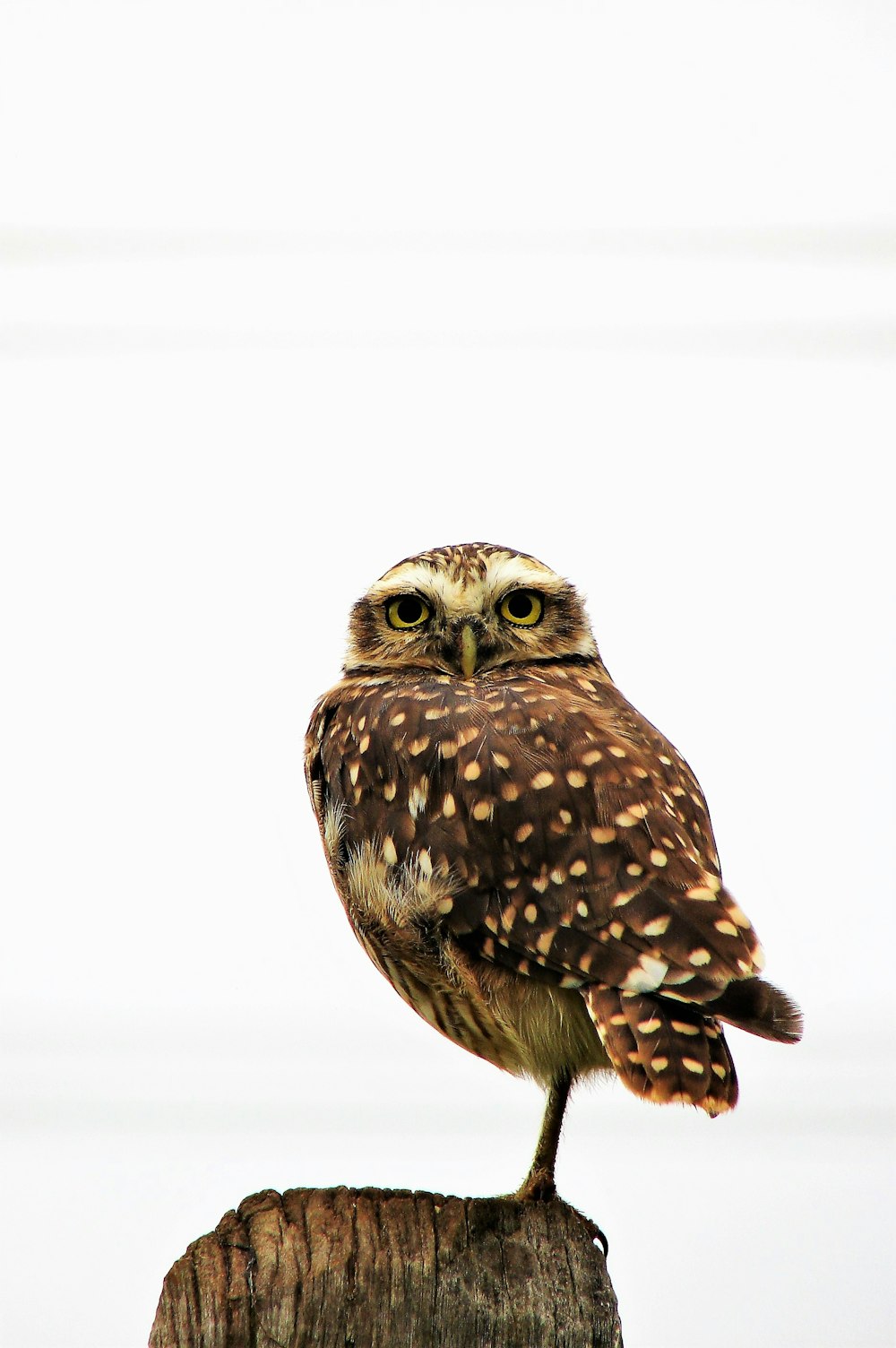 an owl standing on a stump