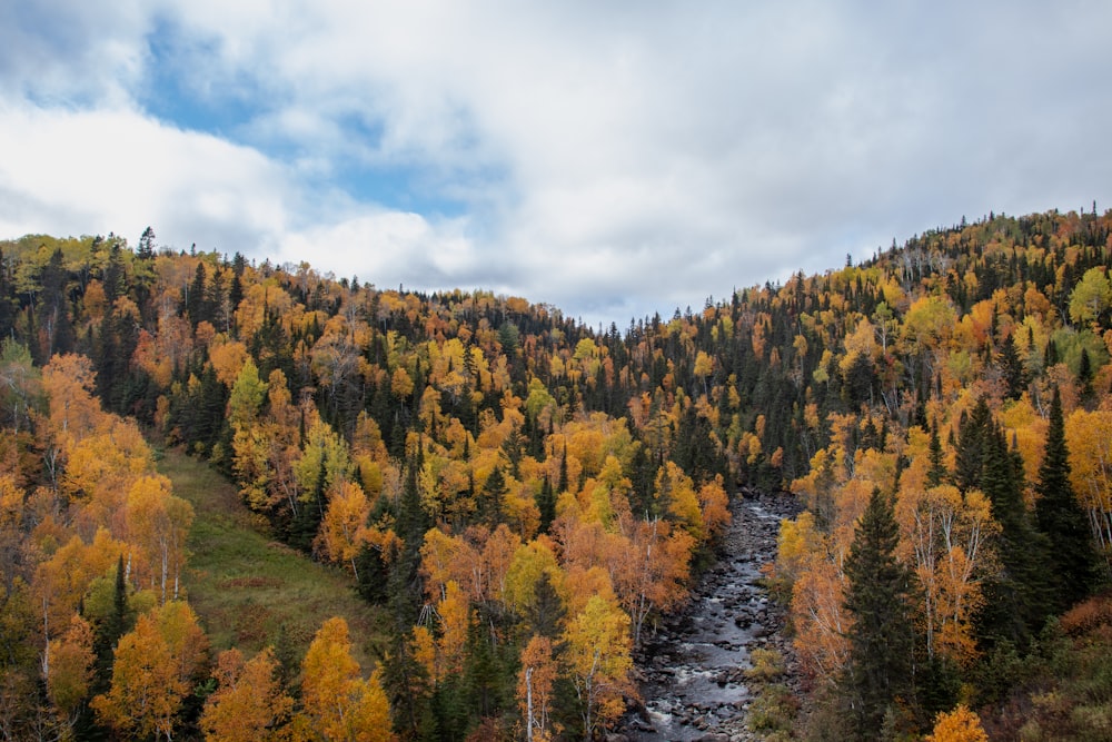 Una foresta di alberi