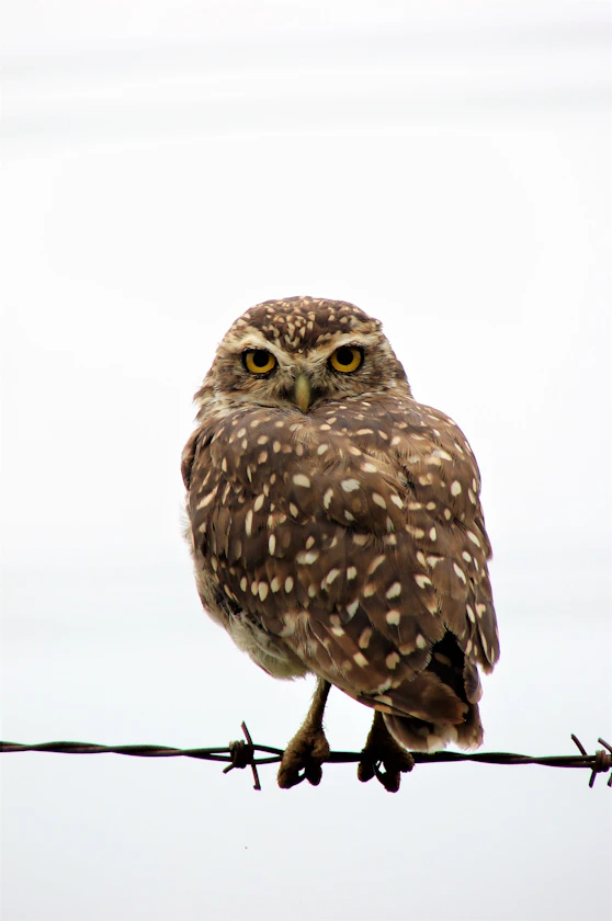 an owl on a branch