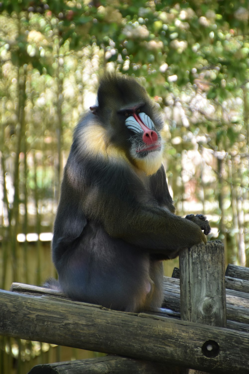 una scimmia seduta su una recinzione