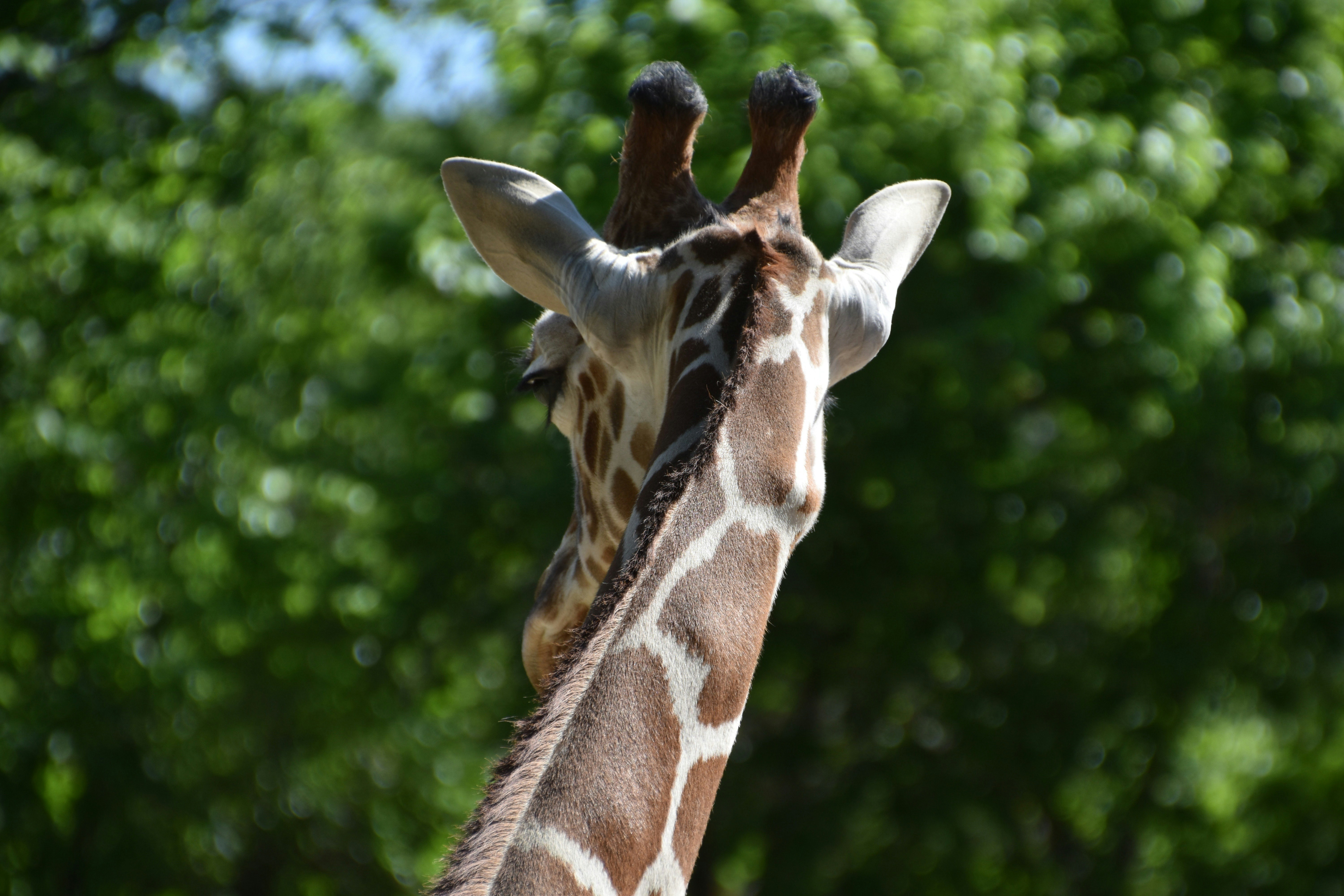 A giraffe with a ball on its head photo Free Giraffe Image on Unsplash