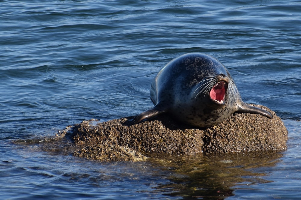 a dolphin with its mouth open on a rock in the water