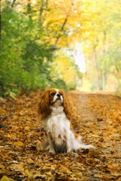 a dog sitting on a rock