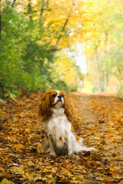 a dog sitting on a rock