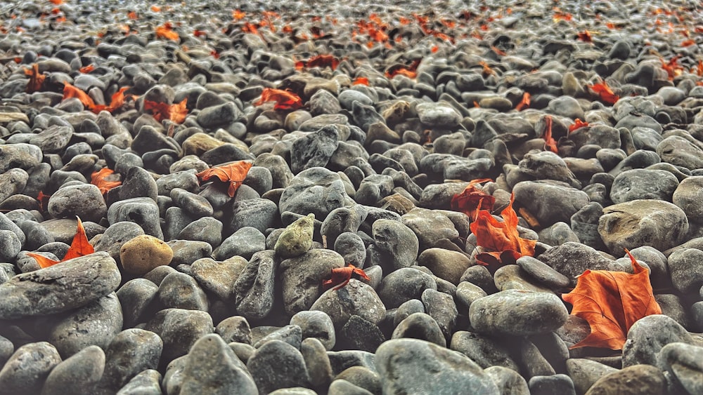 a group of fish swimming in a large pile of rocks