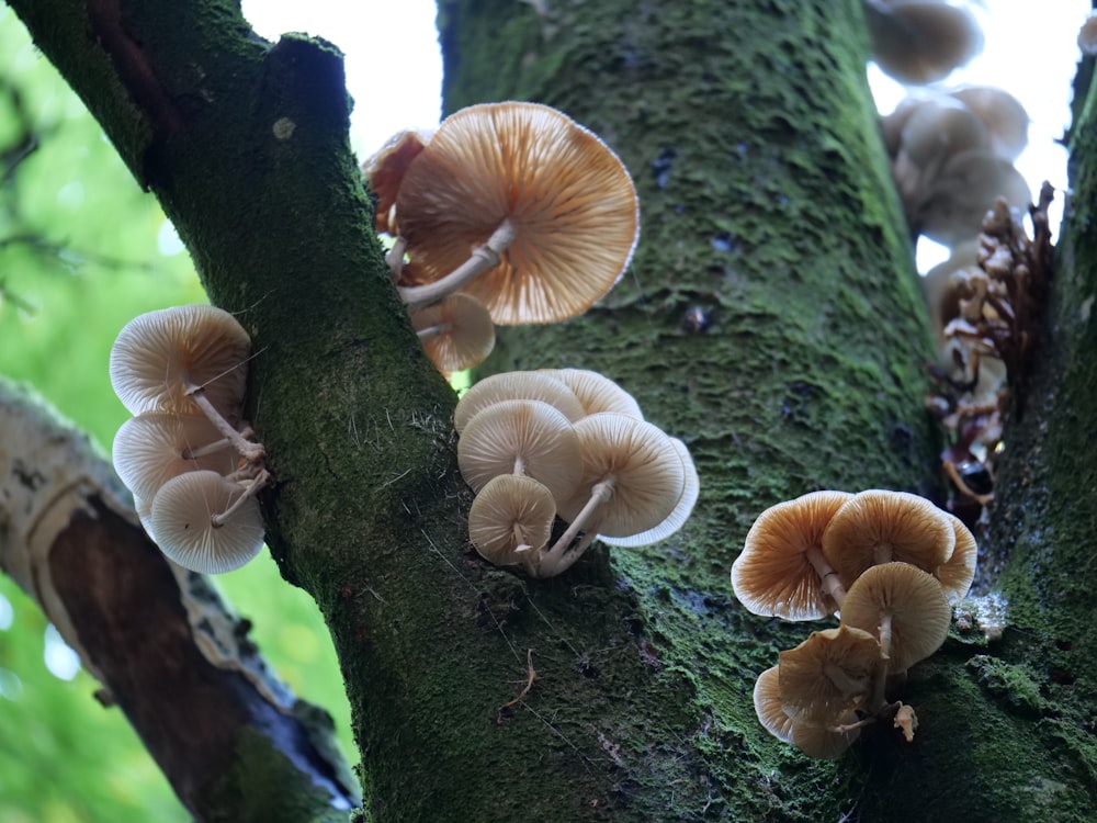 a group of mushrooms growing on a tree