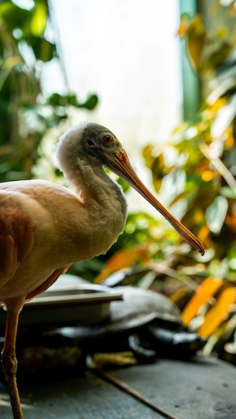 長いくちばしを持つ鳥