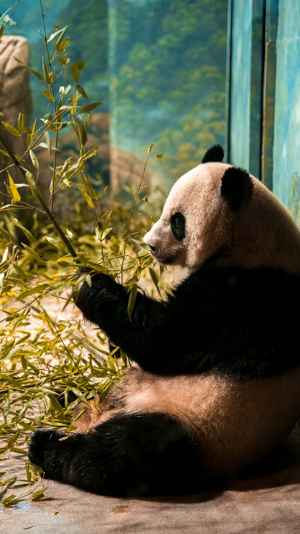 Un panda mangeant du bambou