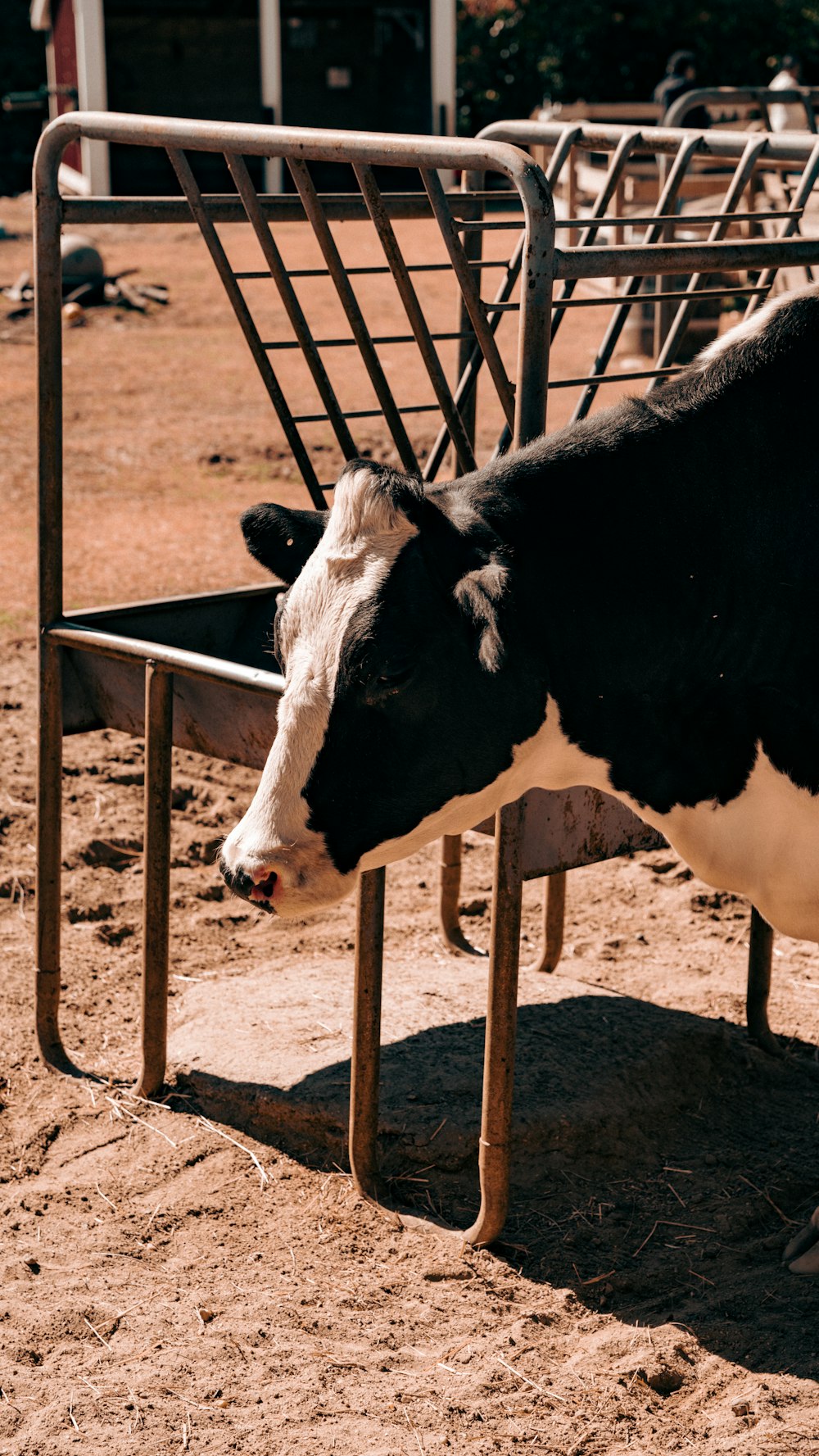 a cow in a pen