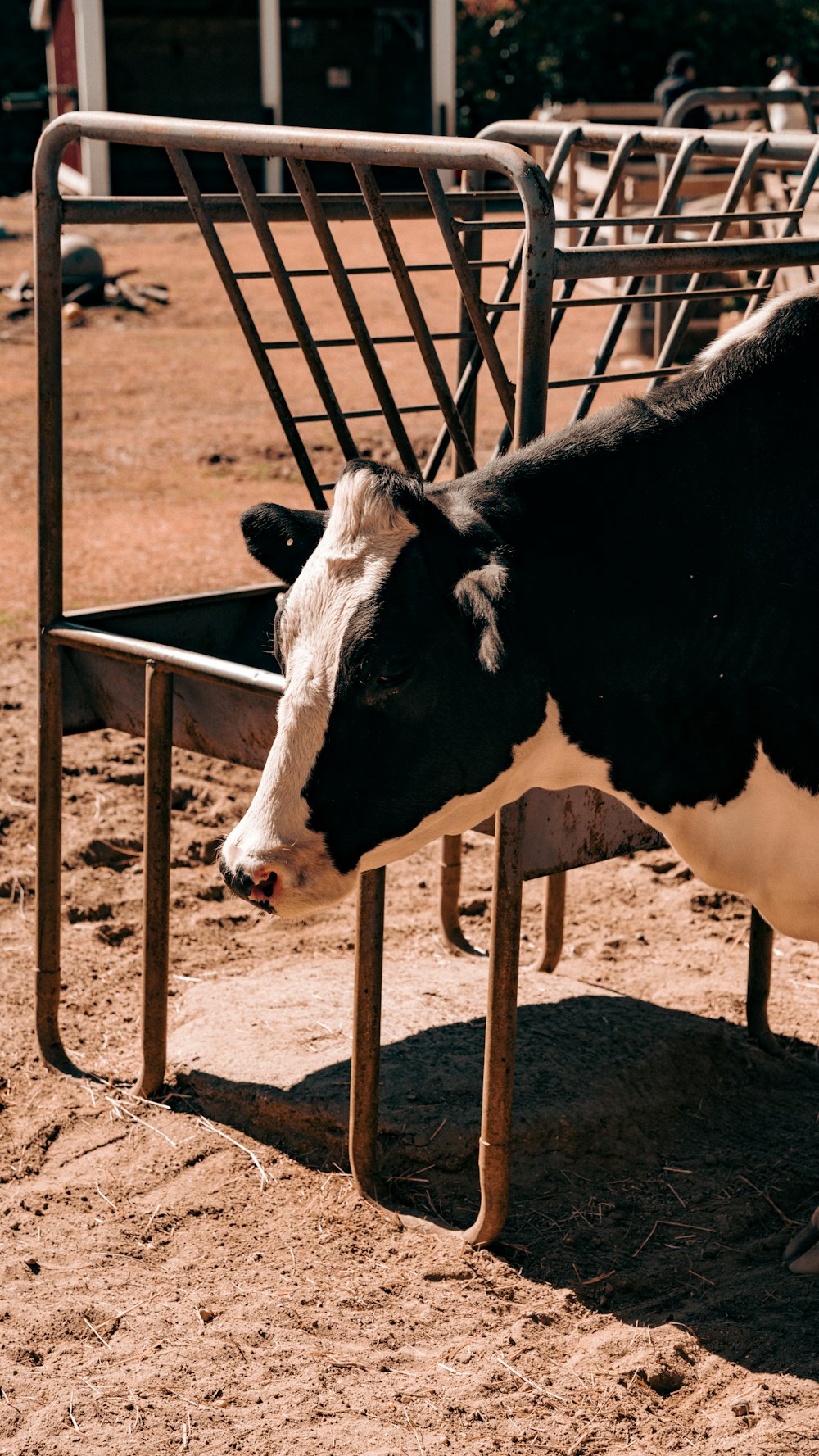 uma vaca em um curral