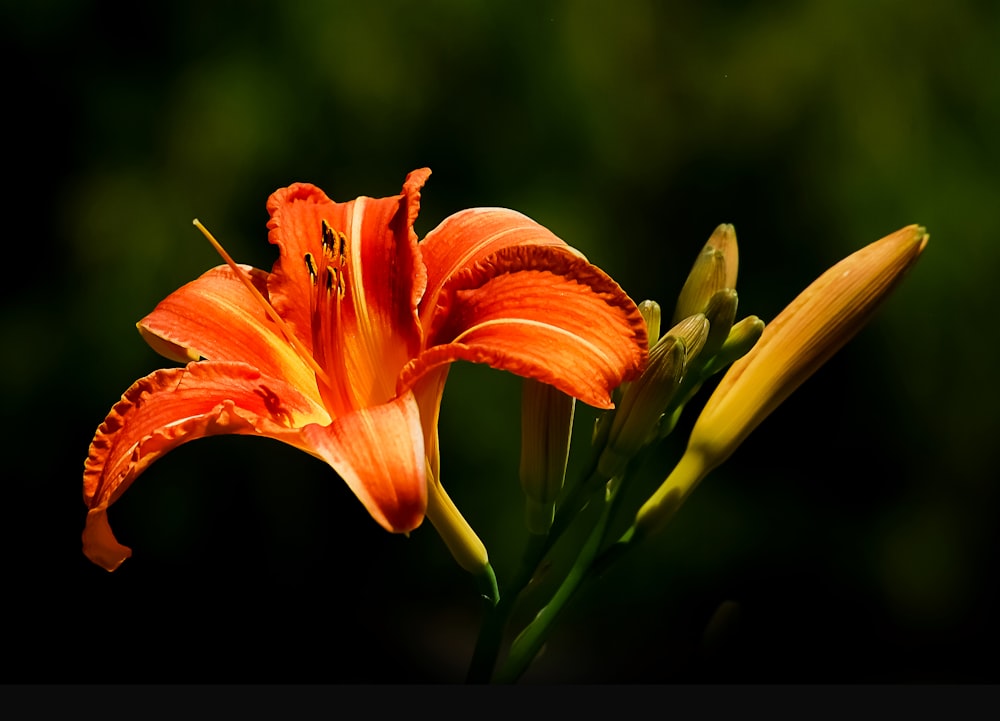 a close up of a flower