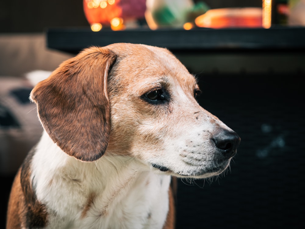 a dog looking at the camera