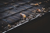 A close-up of a roof gutter filled with dry leaves, with the shingles showing signs of wear and tear. The light casts a warm glow on some of the leaves, enhancing the texture of the dried foliage and the roof's surface.