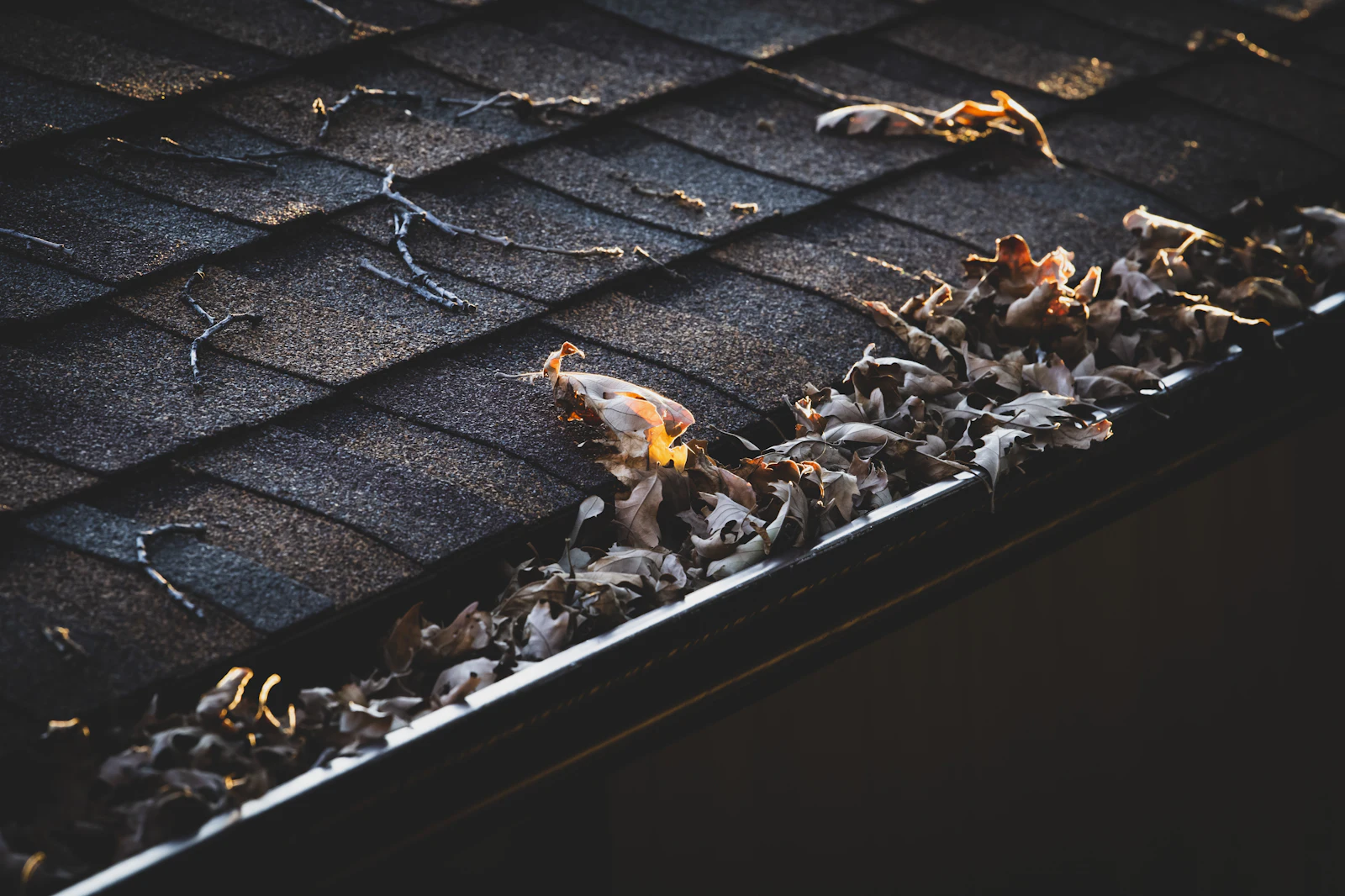 Fallen leaves collected in a gutter along a shingled roof