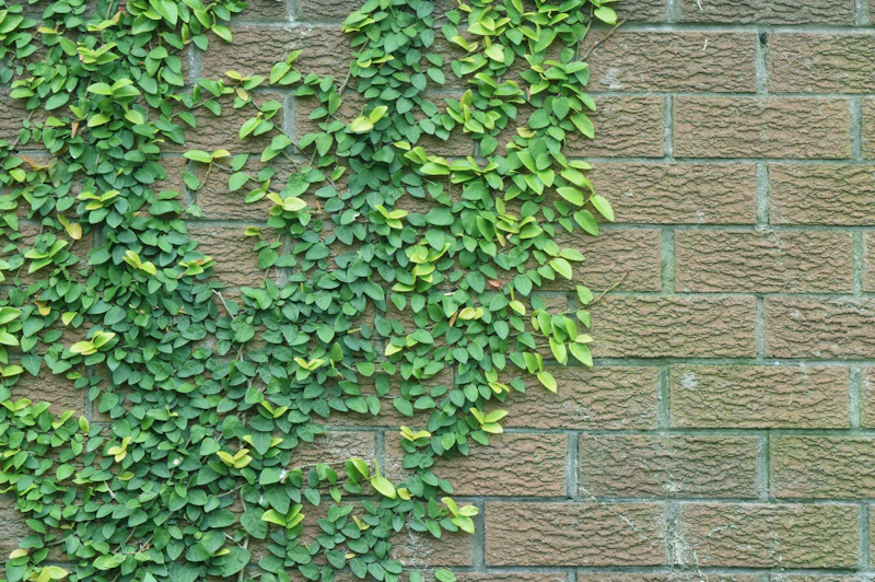 Muro coberto de plantas trepadeiras