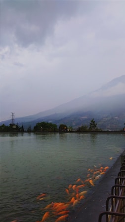 A serene landscape featuring a large pond with numerous orange fish swimming near the surface. In the background, misty mountains rise under a cloudy sky, and there are some trees and greenery near the water's edge.