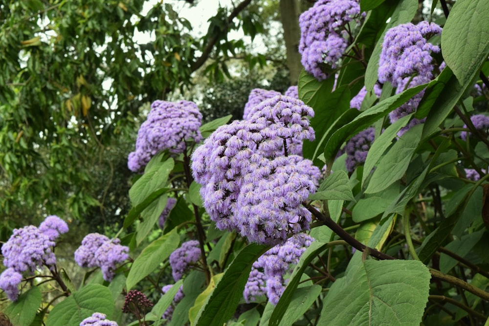 a group of purple flowers