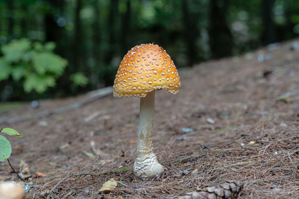 a mushroom growing in the woods