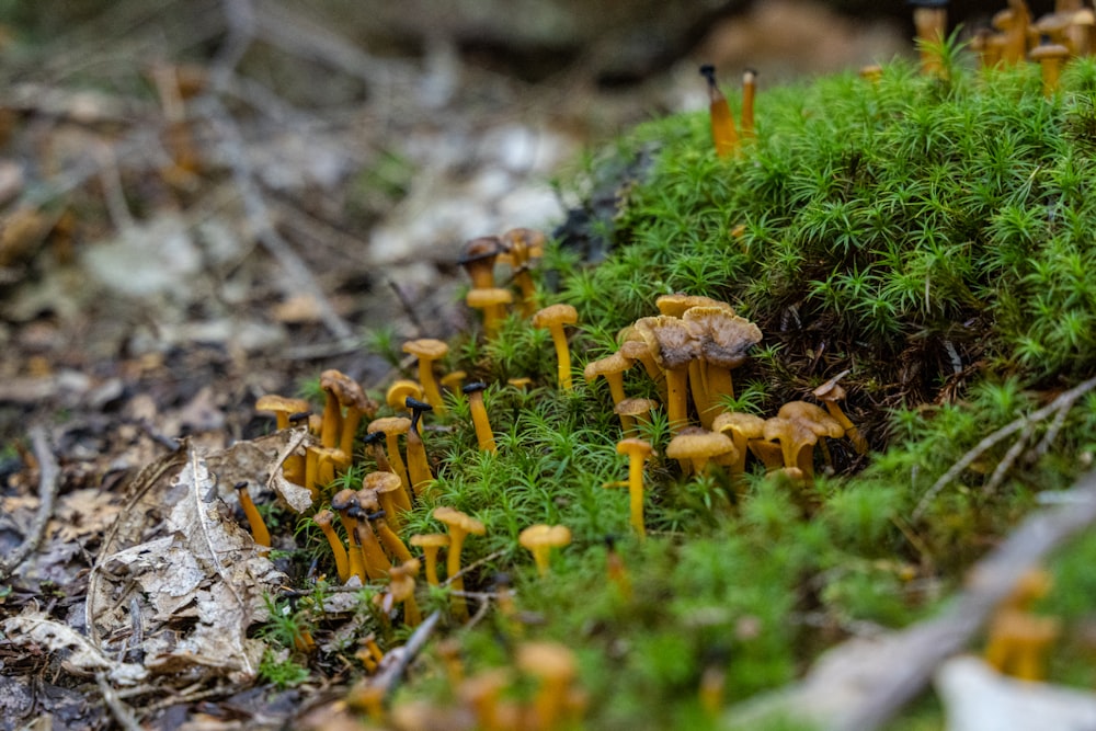 a group of mushrooms growing in the ground