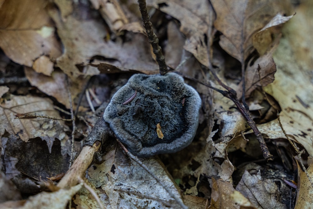 a black and brown frog