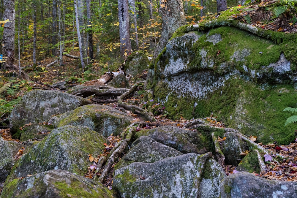 a rocky area with moss and trees