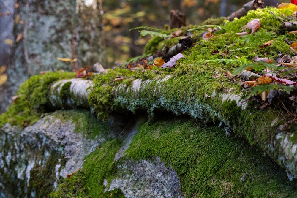 Ein moosiger Felsen, auf dem Moos wächst