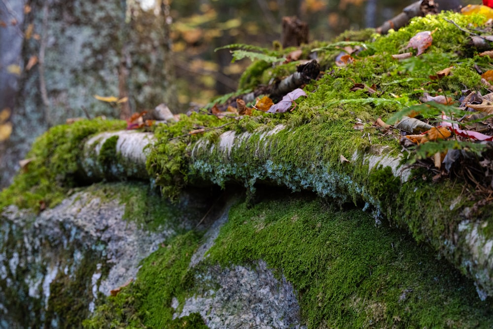 a mossy rock with moss growing on it