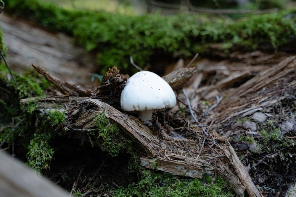 un champignon blanc sur une branche d’arbre
