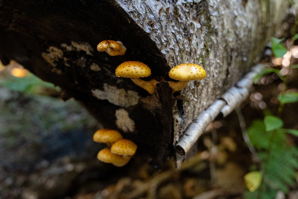 mushrooms growing on a tree