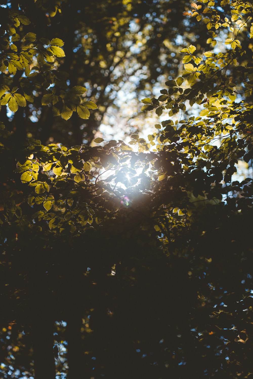 sun shining through the leaves of a tree