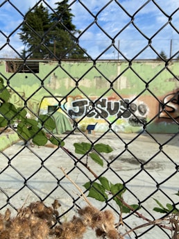 A chain-link fence with green leaves and dry flowers in the foreground. Behind the fence, there is an outdoor area with graffiti on a green and beige concrete wall. The ground is paved, and a lone chair is visible. Tall pine trees and a blue sky with clouds are in the background.