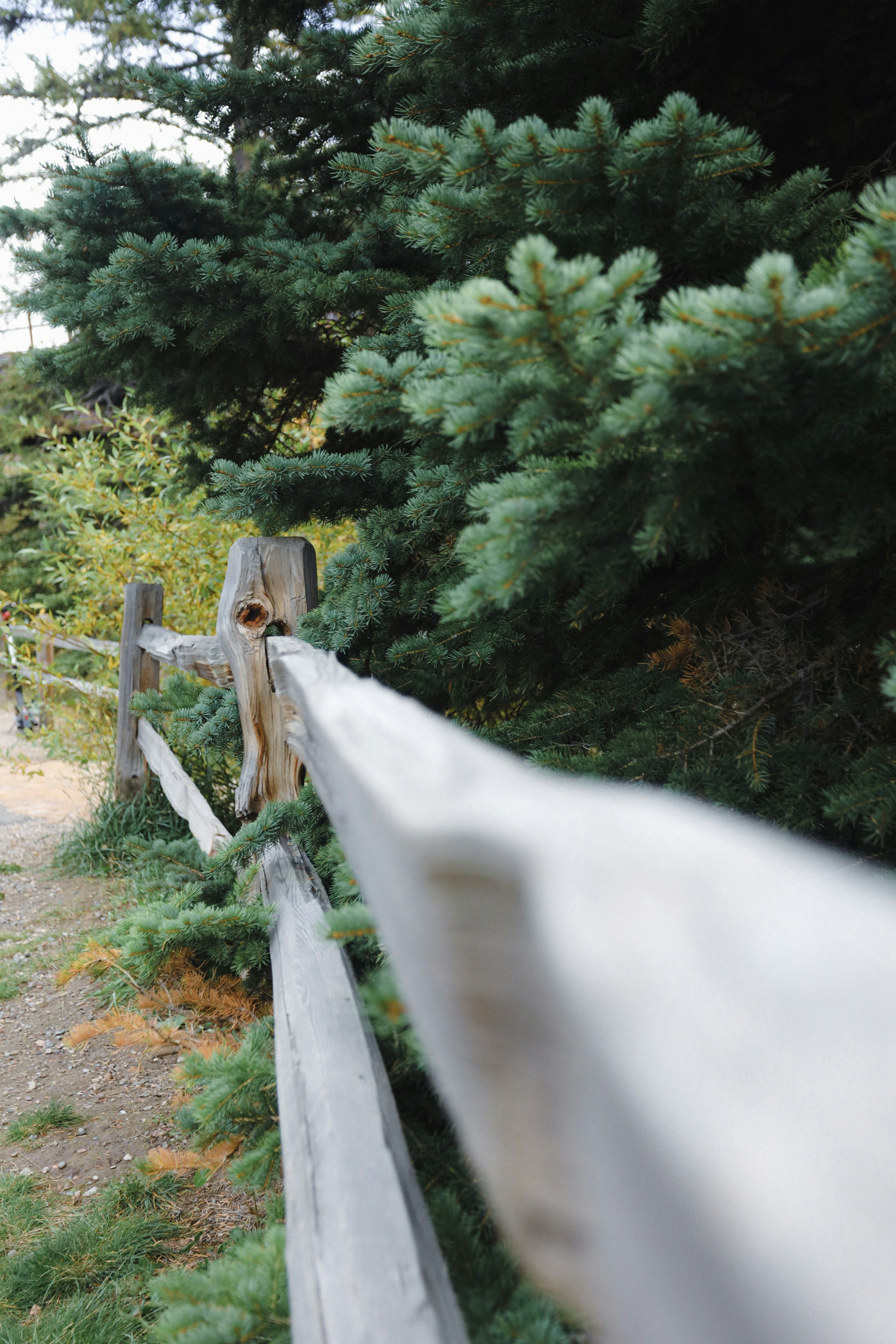 a wooden fence with a snake from it