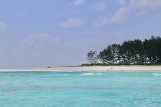 Mafia Island, Tanzania: Mafia's vibrant coral reef and marine life.
