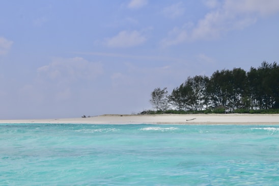 a beach with trees and blue water