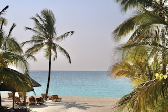 a beach with palm trees and water