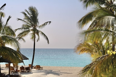 a beach with palm trees and water