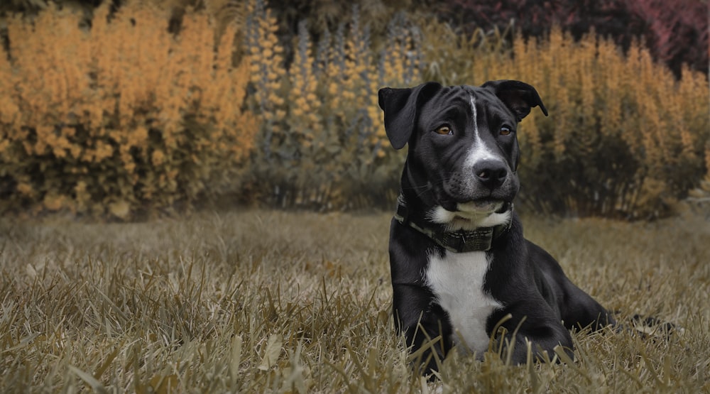 a dog sitting in a field