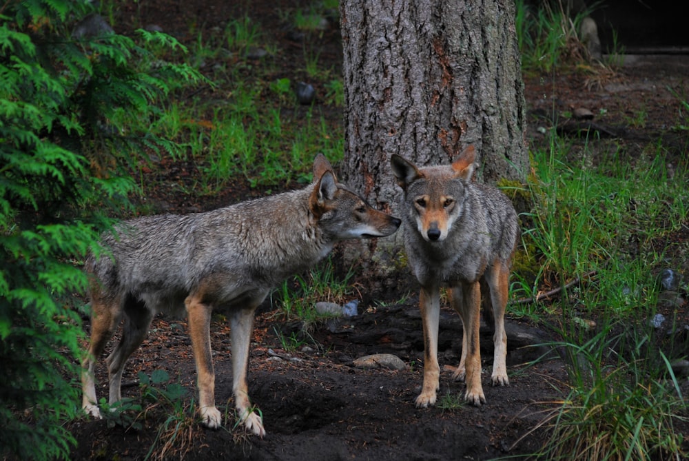 a couple of wolves standing next to a tree