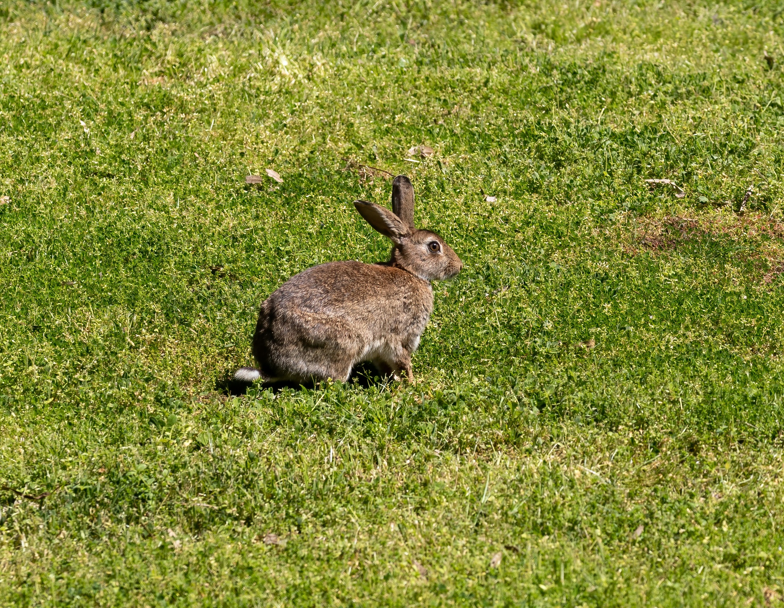 European Rabbit