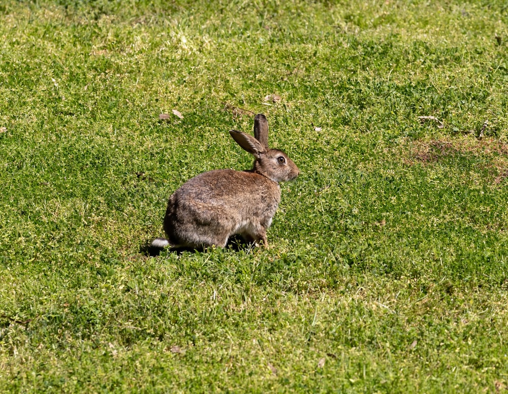 a rabbit sitting in a grassy field