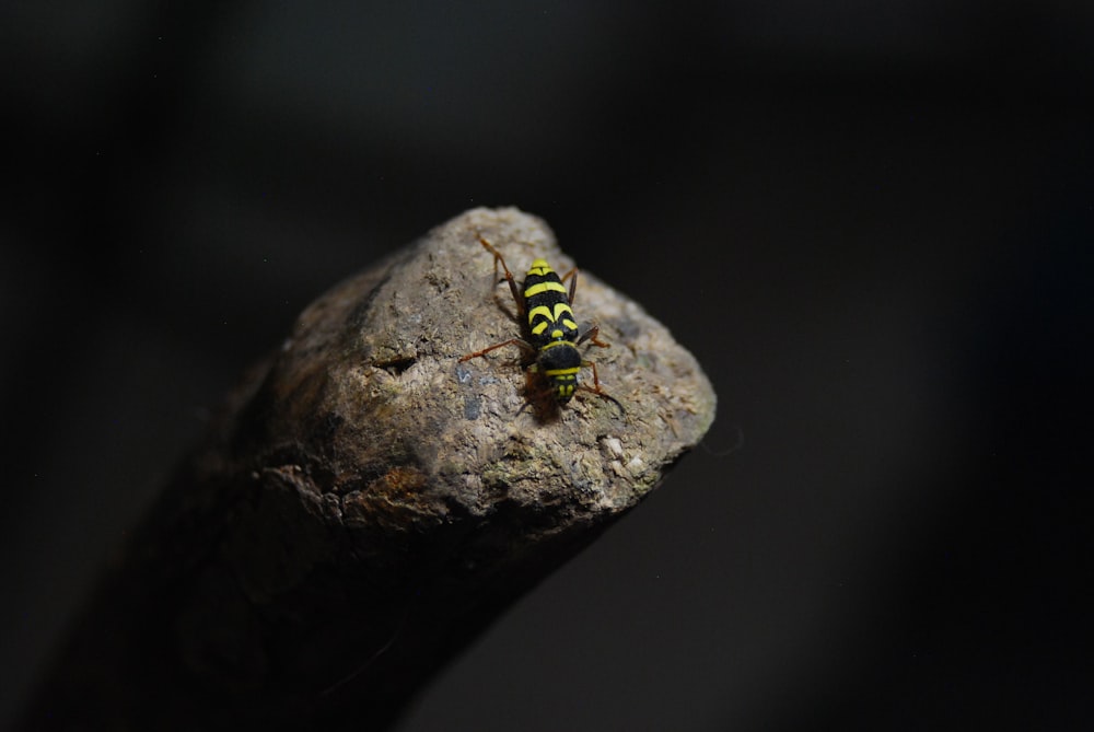 Un insecto en una roca