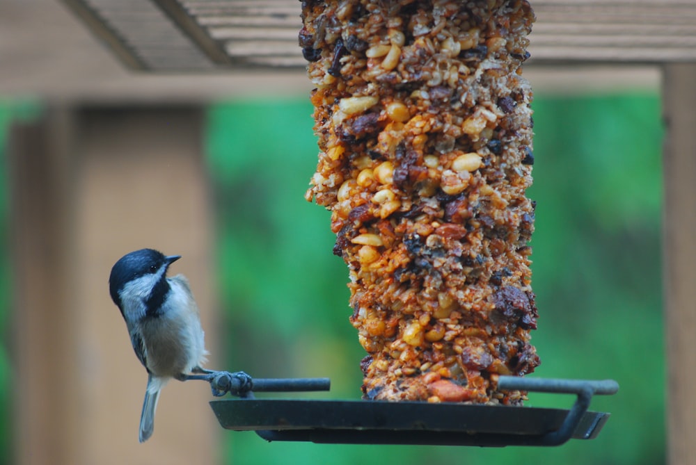 un uccello seduto su una mangiatoia per uccelli