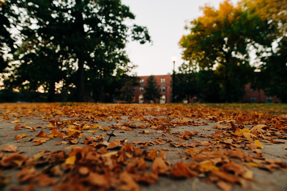 a group of leaves on the ground