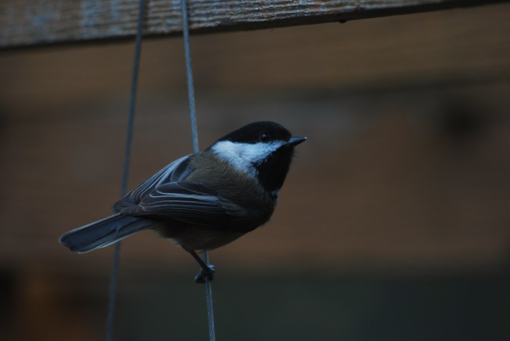 Un piccolo uccello su una mangiatoia per uccelli