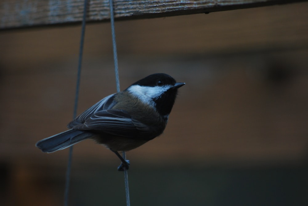 a small bird on a bird feeder