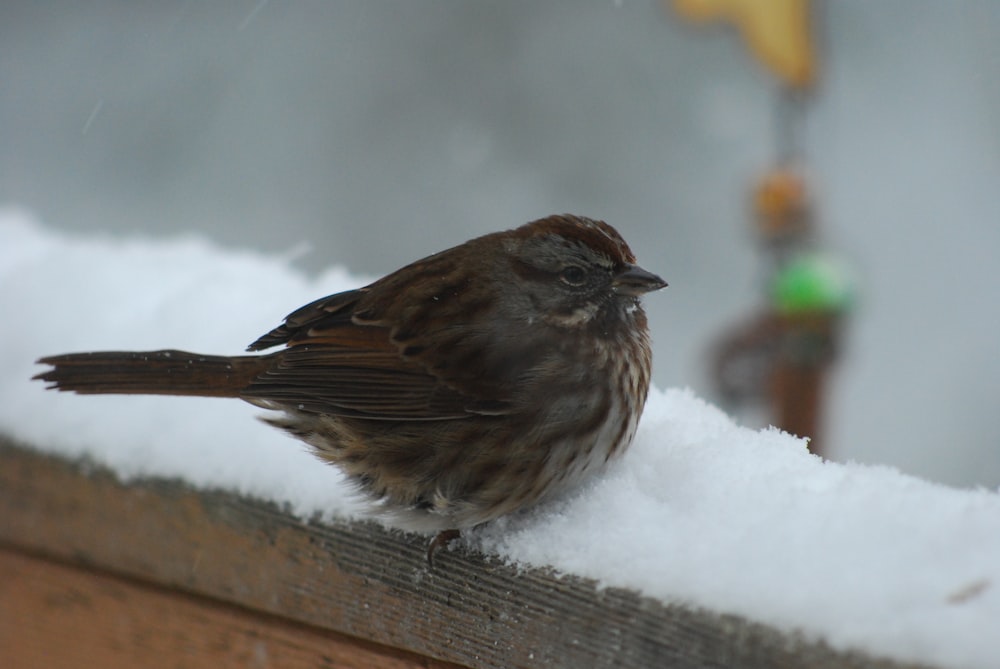 a small bird on a wood surface