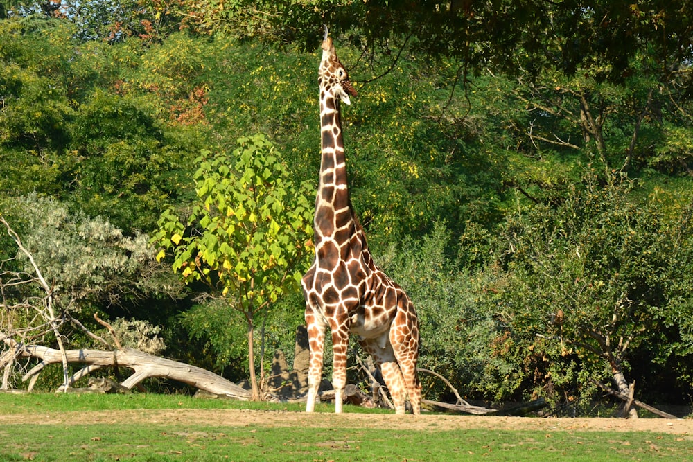 Eine Giraffe steht in einem Zoogehege