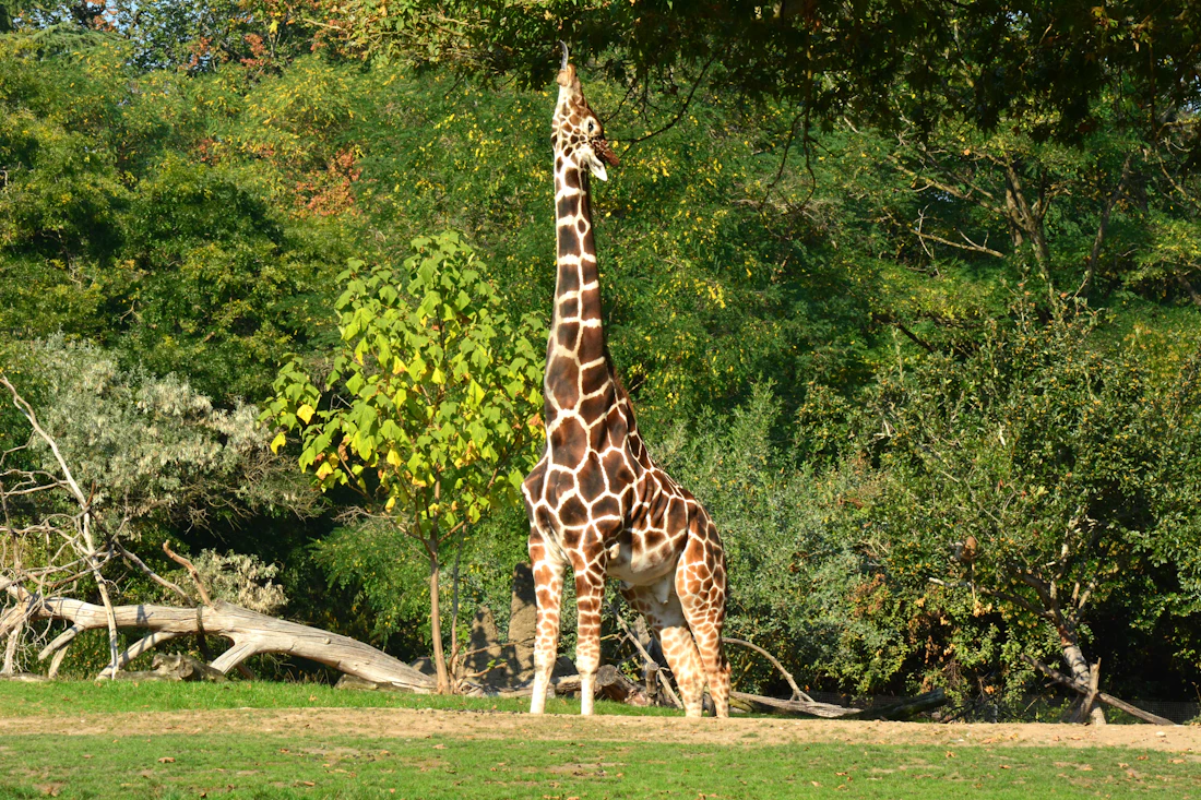 Giraffe at the Calgary Zoo