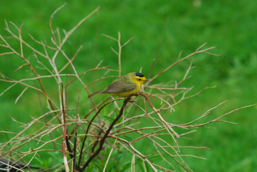 a bird on a branch