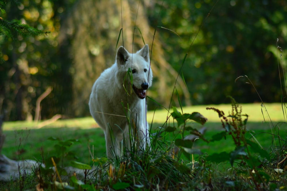 un chien debout dans une zone herbeuse